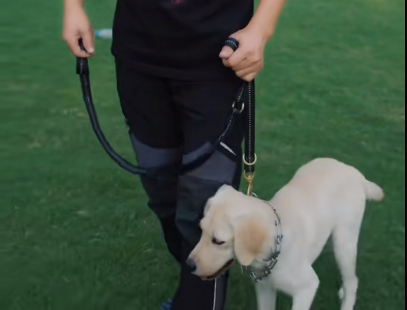 牵引绳，你使用对了吗？