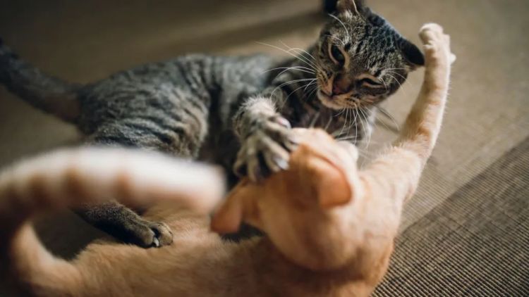 五个让猫猫喜欢你的技巧