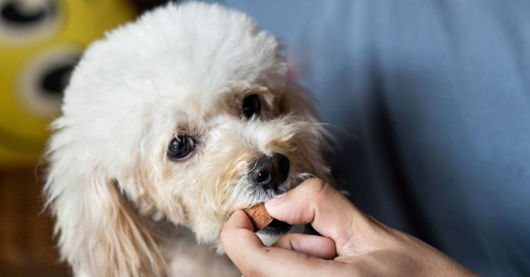 狗狗驱虫多久一次合适？