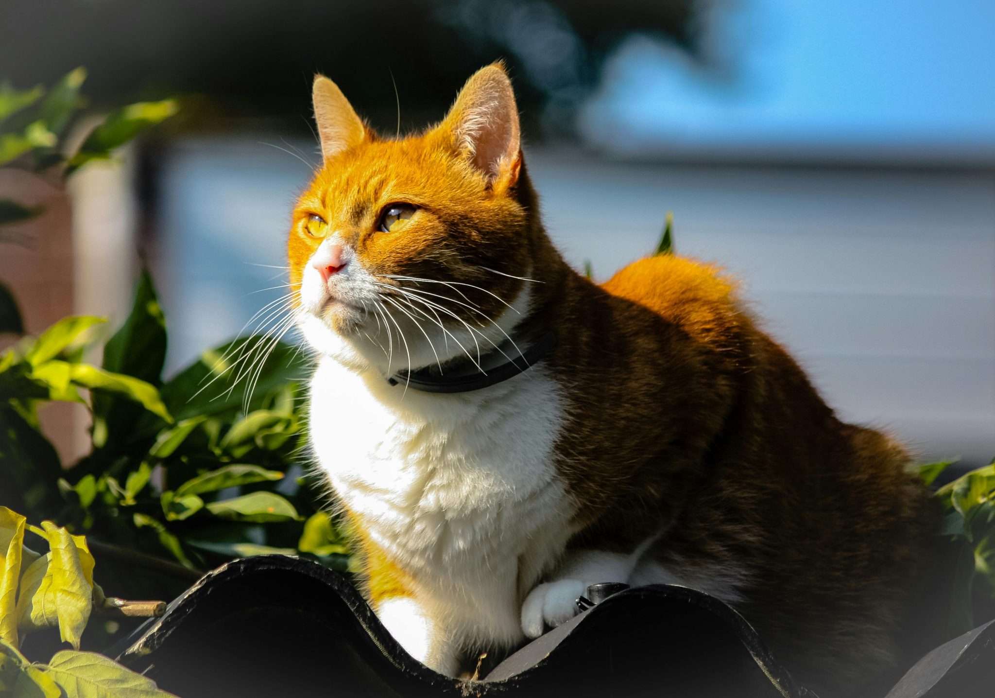 荷兰宠物市场：铲屎官们疯狂剁手，猫主子笑到最后！
