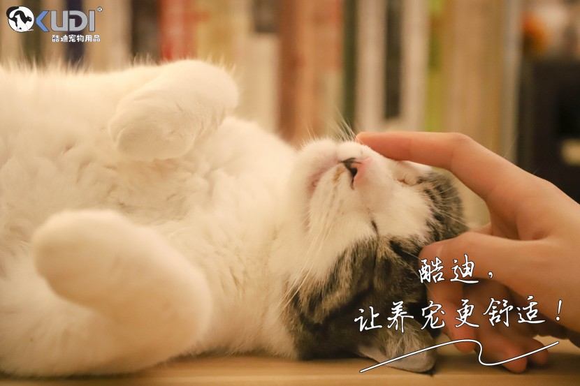 猫咪