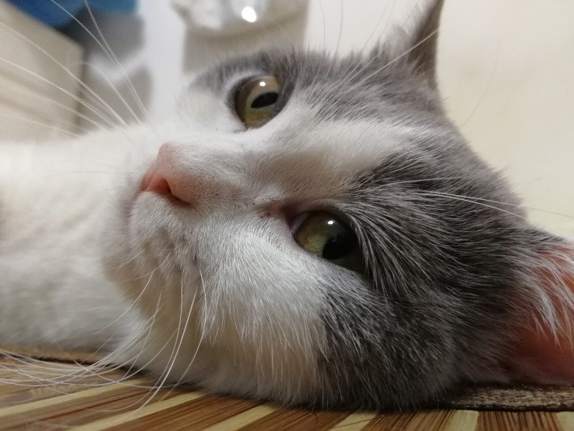猫咪