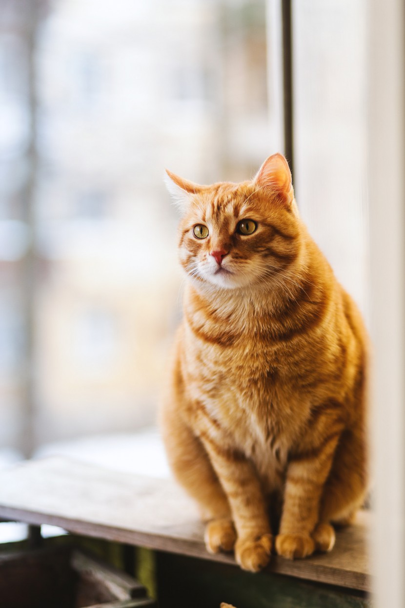 宠物猫