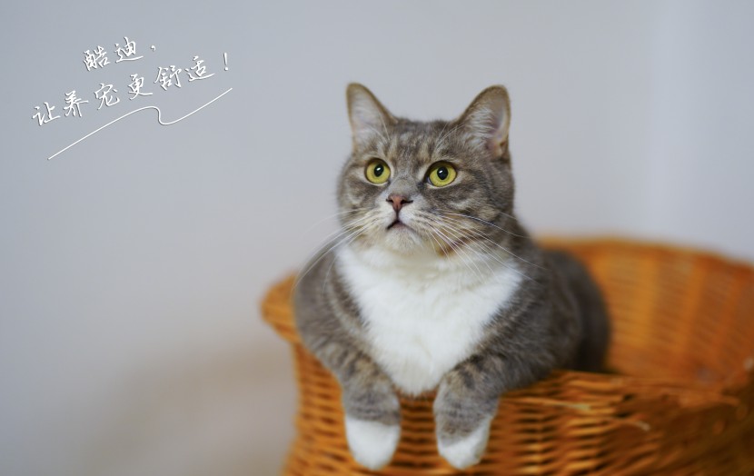 宠物猫咪