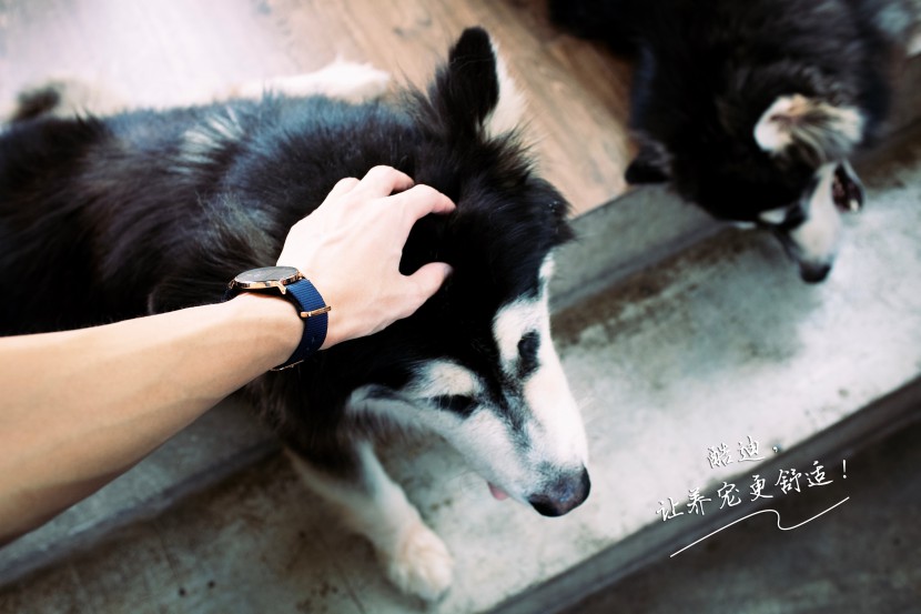 宠物狗狗