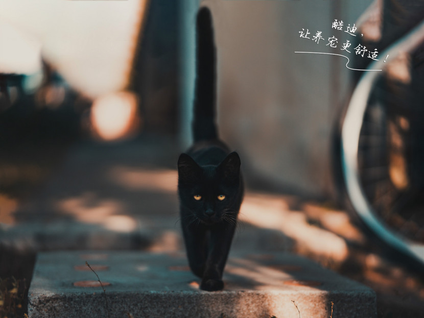 宠物梳 猫咪
