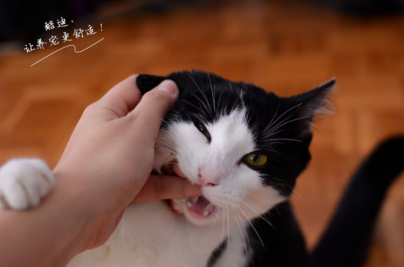 酷迪 猫咪