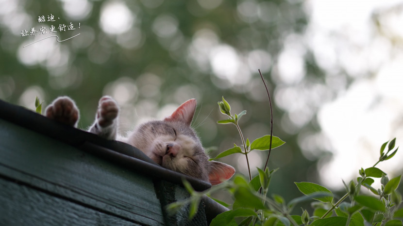 宠物猫咪