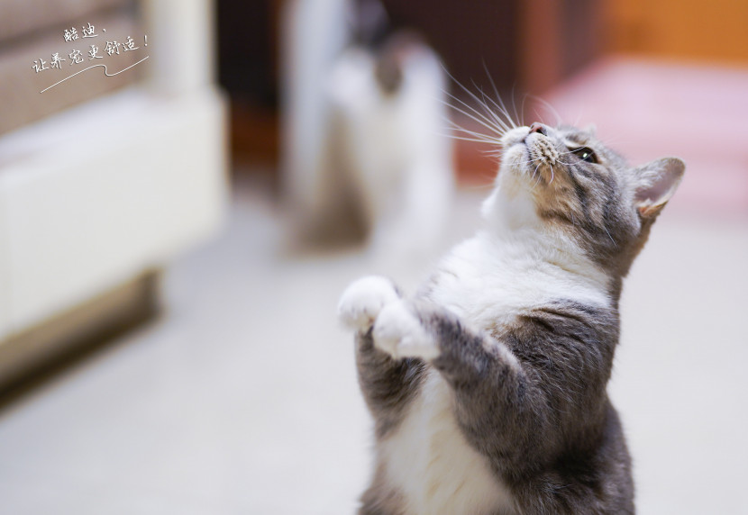 宠物猫咪