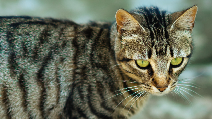 猫咪