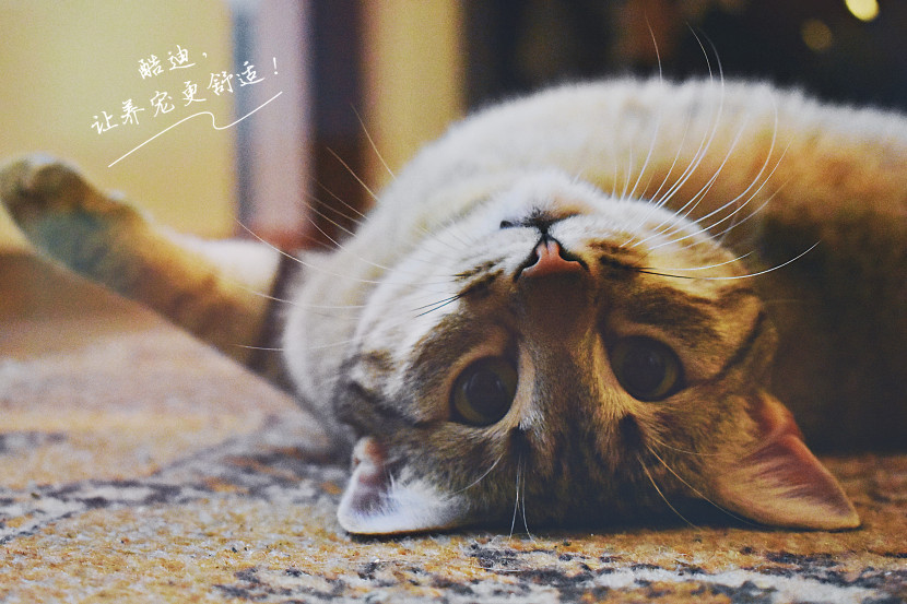 猫咪