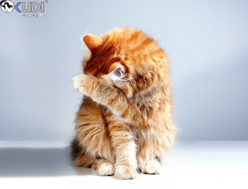 宠物猫咪