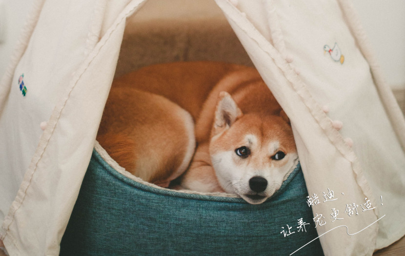 宠物狗狗